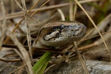 DSC00639 Burmese Python bf.jpg