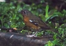 Orange Ground thrush.jpg