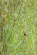 DSC00696 Black-browed Reed Warbler @ San Tin bf.jpg