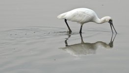 DSC00765 Black-faced Spoonbill @ Mai Po bf.jpg