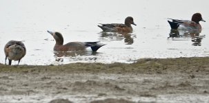 DSC00769 American x Eurasian Wigeon @ Mai Po bf.jpg