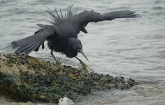 DSC00548 Eastern Reef Egret @ Lamma .jpg