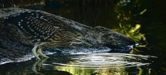 DSC01413 Black-crowned Night Heron @ DB.jpg