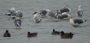 DSC00781 Pallas's Gull @ Mai Po bf.jpg