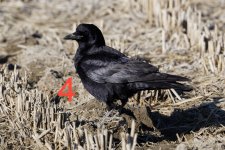 June ID tips: Juvenile Rook and Carrion Crow - BirdGuides