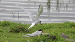 IMG_6845a Arctic Tern 12 Jun 2019 Window on Wildlife.jpg