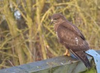 Buzzard3.jpg