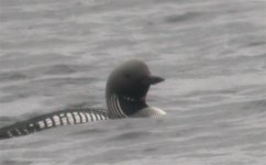 BF Black-throated Diver ABC thread.jpg