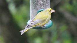 IMG_3127a Greenfinch 11 Jul 2016 WWT Washington.jpg