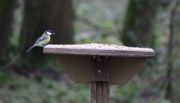 IMG_0408a Great Tit 30 Dec 2021 Coate Water.jpg