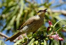 BF Singing Honeyeater ABC thread.jpg