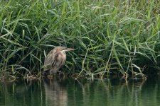 DSC00802 Purple Heron @ San Tin bf.jpg