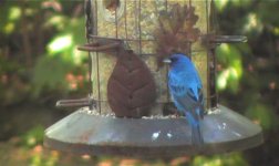 Indigo Bunting.jpg