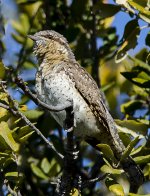 Wryneck 4.jpg