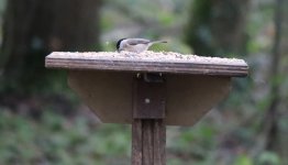 IMG_0407a Marsh Tit 30 Dec 2021 Coate Water.jpg