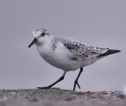 sanderling.jpg