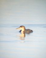 3. Great Northern Diver.jpg
