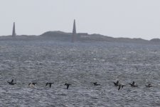 5. Pale-belled Brent Geese.JPG