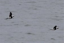 6 - Long-tailed Duck.JPG