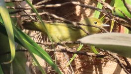 Reinita de manglar. Yellow warbler. Hotel Cancún.jpg