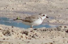 Piping plover.jpg