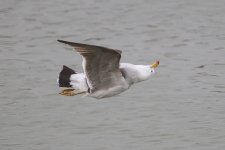 BelchersGull_2c_Lima_1879_09-11-21_sharp.JPG