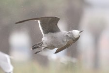 GreyGull_subad_Lima_1064_08-11-21_sharp.JPG