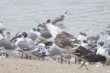 KelpGull_1c_Lima_2_08-11-21_54_sharp.JPG