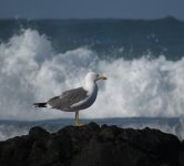 yellow-legged_gull_atlantis_8jan22_1440s_1402.jpg