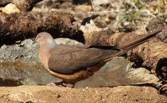 BF Brown Cuckoo-Dove ABC thread.jpg