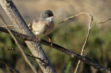 spectacled_warbler_11jan22_2160l_1561.jpg