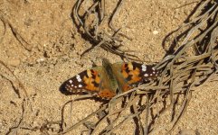 painted_lady_11jan22_2160l_1617.jpg