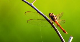 Golden Dragonfly R1.jpg