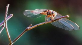 Dragonfly fin.jpg