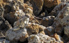 barbary_ground_squirrel_11jan22_2160l_1587.jpg