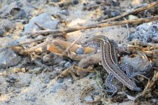 atlantic_lizard_12jan22_2160l_1620.jpg