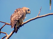 Red-shouldered Hawk.jpg