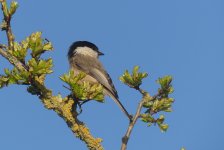 Willow Tit.jpg