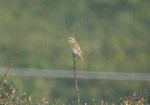 red backed shrike 2.jpg