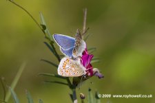 Raw00038Common Blue - full frame @ 300f4 52 mm tube - May 31.jpg