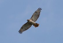 1.RedTailedHawk.JPG