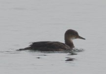 3.HoodedMerganser.JPG