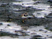 ringed ring plover.jpg