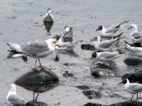 black headed gull.jpg