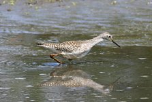 Sandpiper819-1952_IMG.jpg