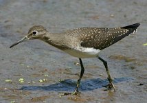 Sandpiper819-1971_IMG.jpg