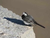 M12_Pied_Wagtail_Red_Ring.jpg