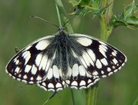 Marbled White 1.jpg