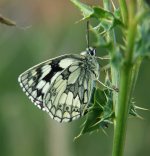 Marbled White 2.jpg