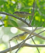 DSC_0324vireo.jpg